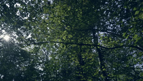 camera moves slowly through a dark forest on a sunny day, letting sunrays partially shine through the treetops