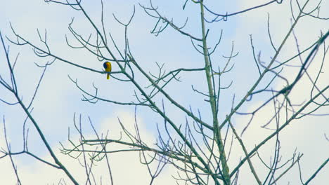 baltimore oriole sitting high on a branch against a blue sky with clouds