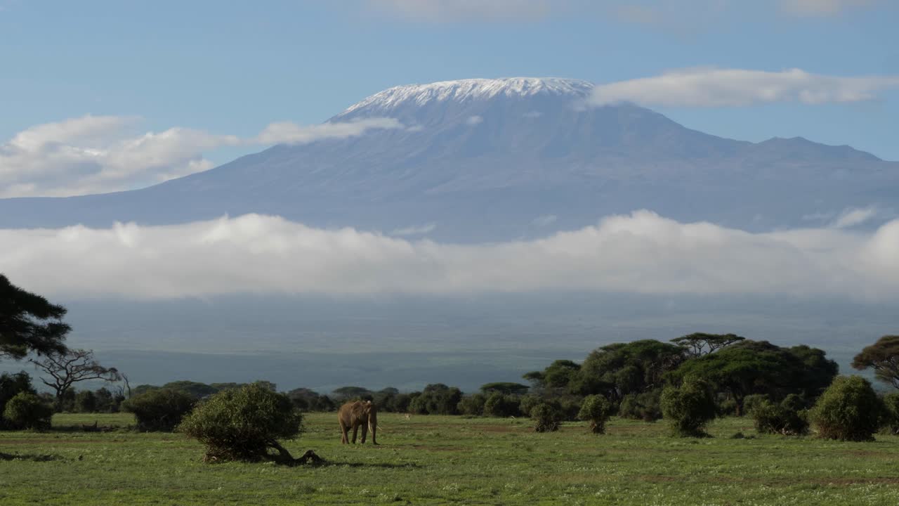 A lone elephant grazes below Mt. Kilimanjaro in Amboseli National Park, Kenya.