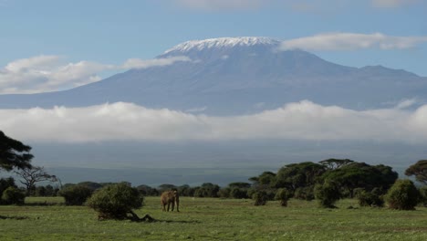 a lone elephant grazes below mt. kilimanjaro in amboseli national park, kenya.