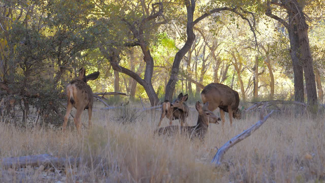 사과 함께 사의 무리가 시온 공원의 나무 에서 풀을 먹고 휴식을 취합니다.