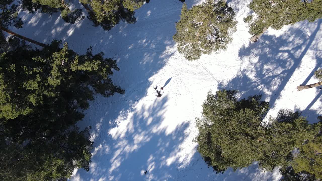 hombre acostado y haciendo un ángel de nieve, un dron aéreo disparó mientras se elevaba por encima de los pinos en una montaña