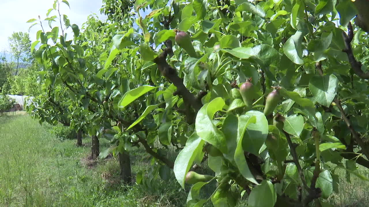 Pear Trees in an Orchard