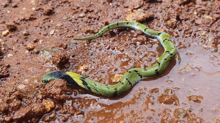 The Indian grass snake or Green keelback , is a non-venomous species of snake, with its beautiful patterned skin, found in parts of Asia - known as Gavtya snake in most parts of India
