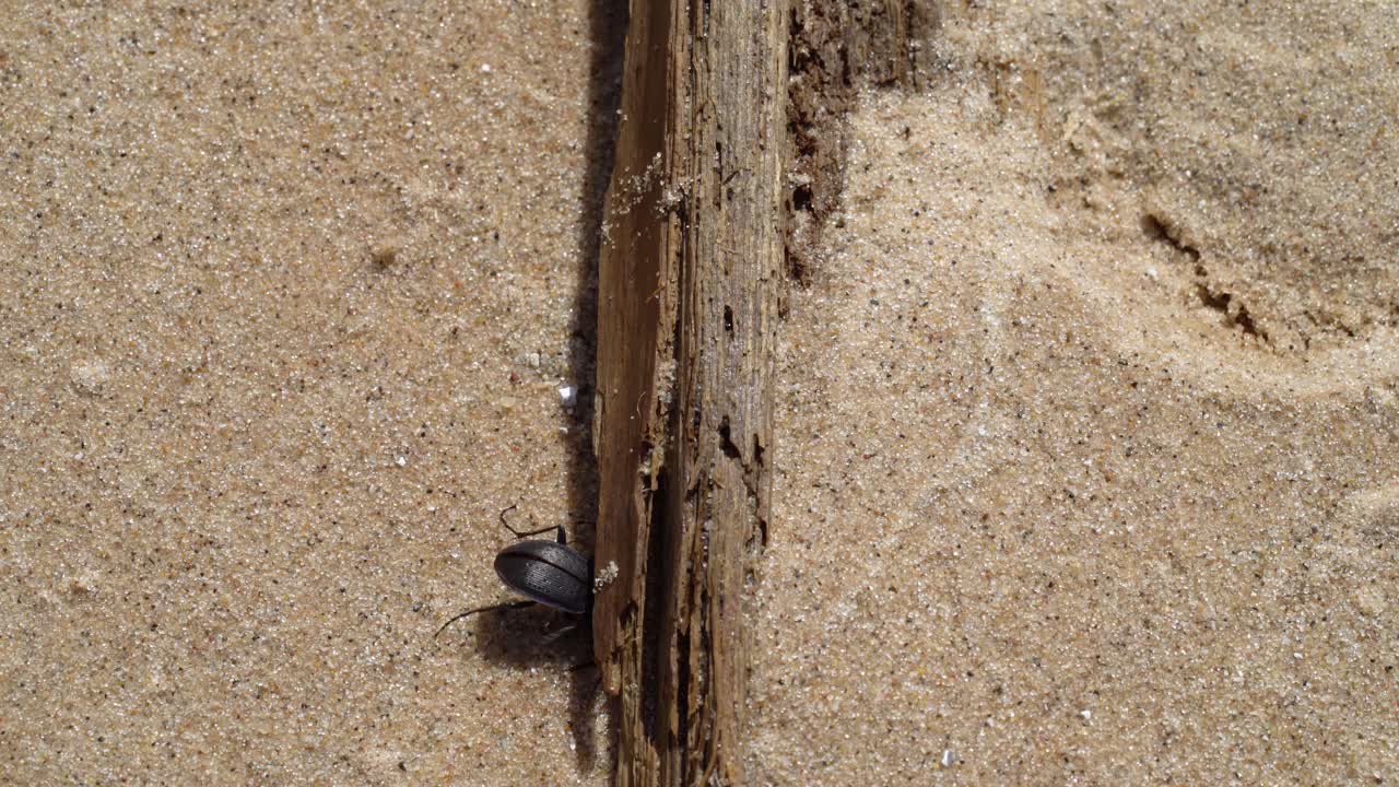 insecto escondido debajo de la madera a la deriva en la arena