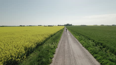 aerial of lonely man walking on a country dirt road next to rapeseed field