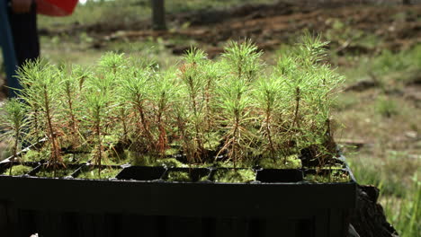 Planting-sprouts-of-pine-in-open-areas-of-wood.-Forest-revival