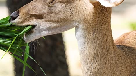 a detailed view of an antelope munching on vibrant green grass in a natural setting.