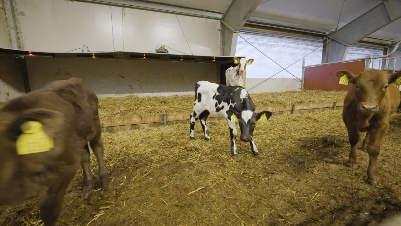 Vitelli piccoli e mucche in piedi in un recinto di ingrasso in un allevamento da latte industriale