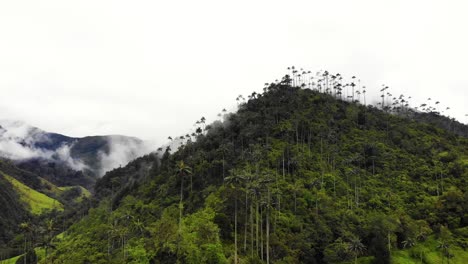 Atemberaubende-Landschaft-Mit-üppigem-Dschungel-Und-Palmen,-Die-In-Den-Wolken-Wachsen,-4k