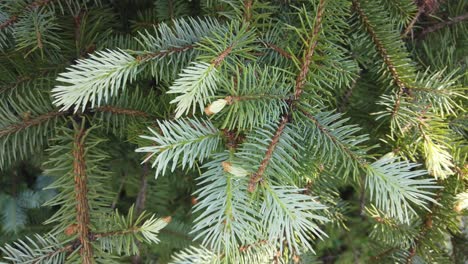 Close-up-shot-of-a-pine-tree-bloom-slow-motion-video