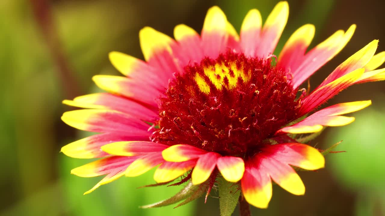 This is a macro video of an Indian Blanket Flower(Gaillardia pulchella). Camera is static.