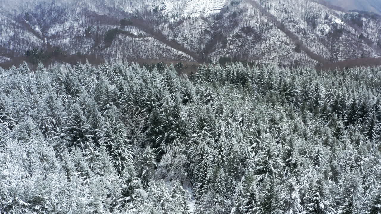 평온 한 산 들 에 둘러싸인 겨울 의 숲 의 눈 인 공중 풍경