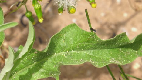 Ants-on-a-leaf-in-the-garden,-close-up-slowmo-panning-shot