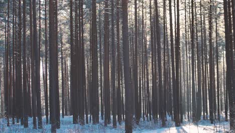 Pine-forest-in-winter