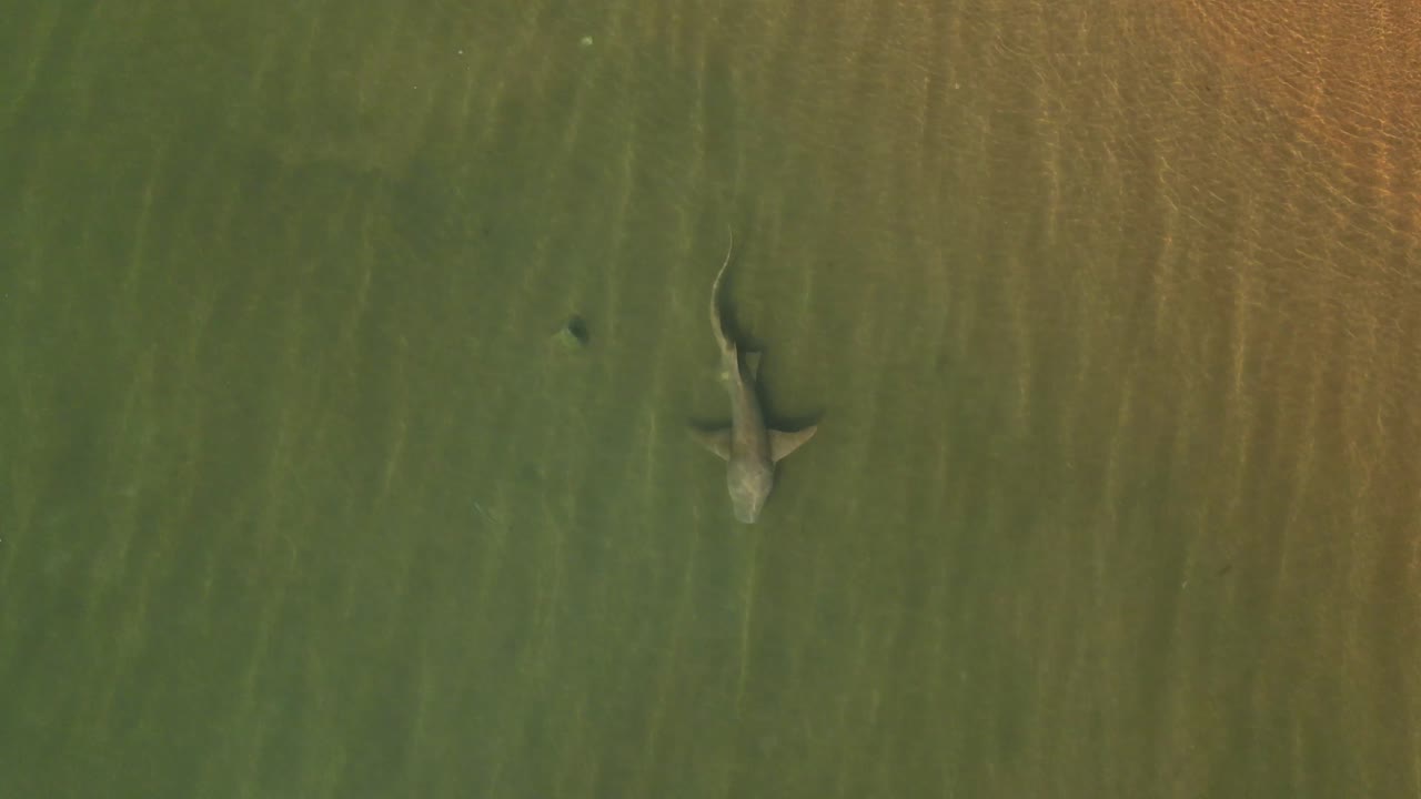 A lemon shark patrols shallow waters on a remote Cape York beach