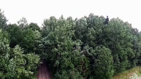 The-gravel-road-leads-to-the-dark-leafy-forest