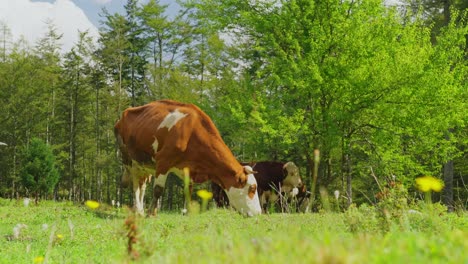Cows grazing in a peaceful meadow surrounded by lush green trees on a sunny day