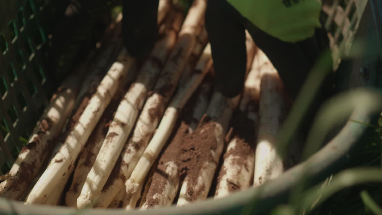 ⁇  아스파라거스, 수확 후 모래, 농장 노동자에 의해 바구니에서 꺼낸, 상단 각도 클로즈업과 느린 동작, 손잡이 기멀