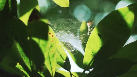 spiders web between sun lit leaves