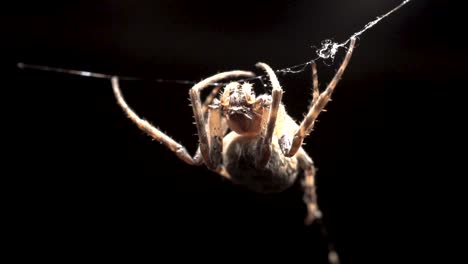 a large orb spider is hanging from its web waiting for the right moment to catch small prey in dark