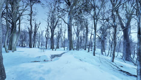 pine trees covered with snow on frosty evening