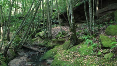 Drone flying through cine forest creek