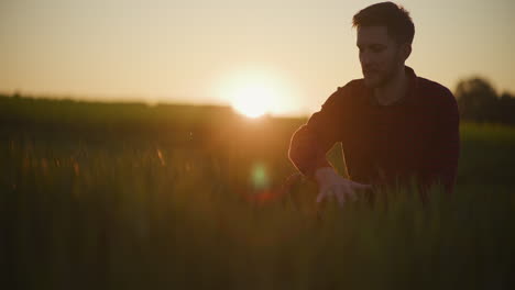 farmer touching wheat at golden hour sunset