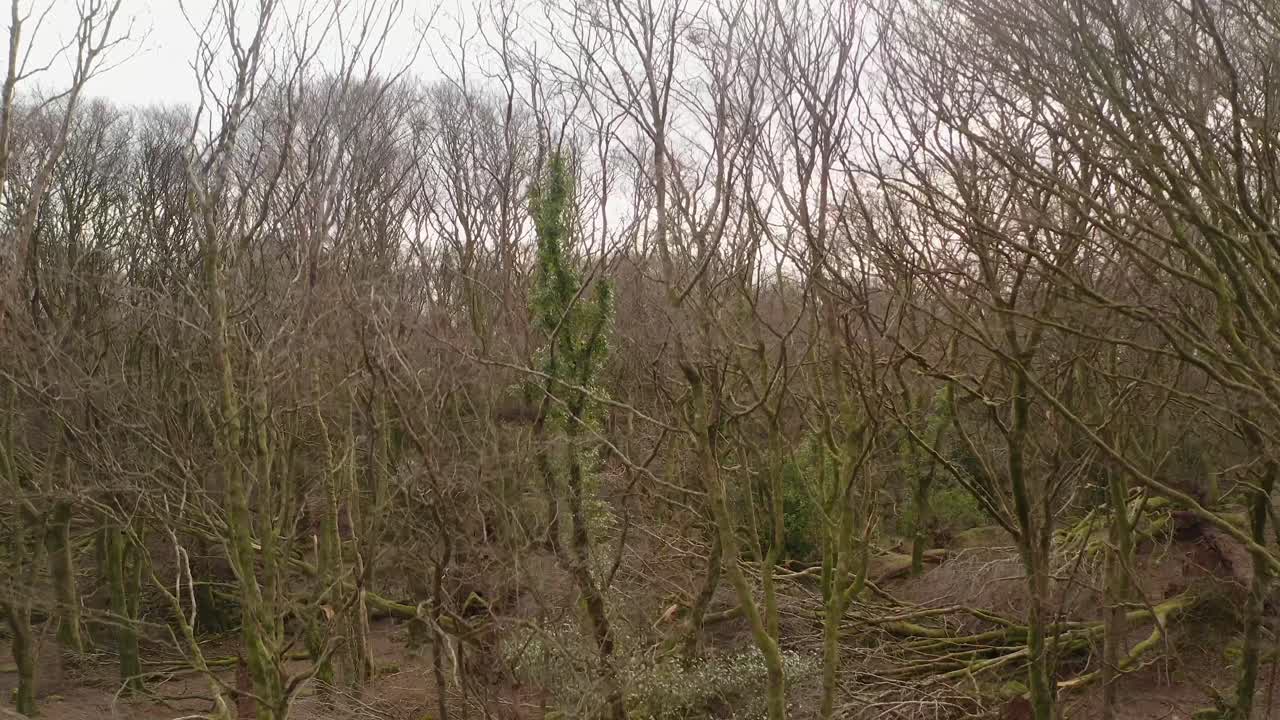 Storm aftermath showing forest ground with uprooted stumps and broken branches, Barna Woods, Galway Ireland, aerial ascend reveal