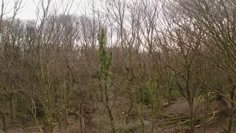 storm aftermath showing forest ground with uprooted stumps and broken branches, barna woods, galway ireland, aerial ascend reveal