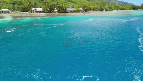 cinematic drone flight around pod of dolphins close to shoreline of moorea in french polynesia