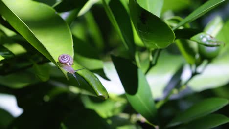 Pequeño-Y-Lindo-Caracol-De-Jardín-Arrastrándose-Sobre-Hojas-Verdes-De-Kumquat