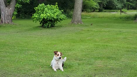 calm dog lying on a well-kept lawn, surrounded by greenery