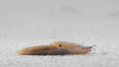 forest slug crawls along the road