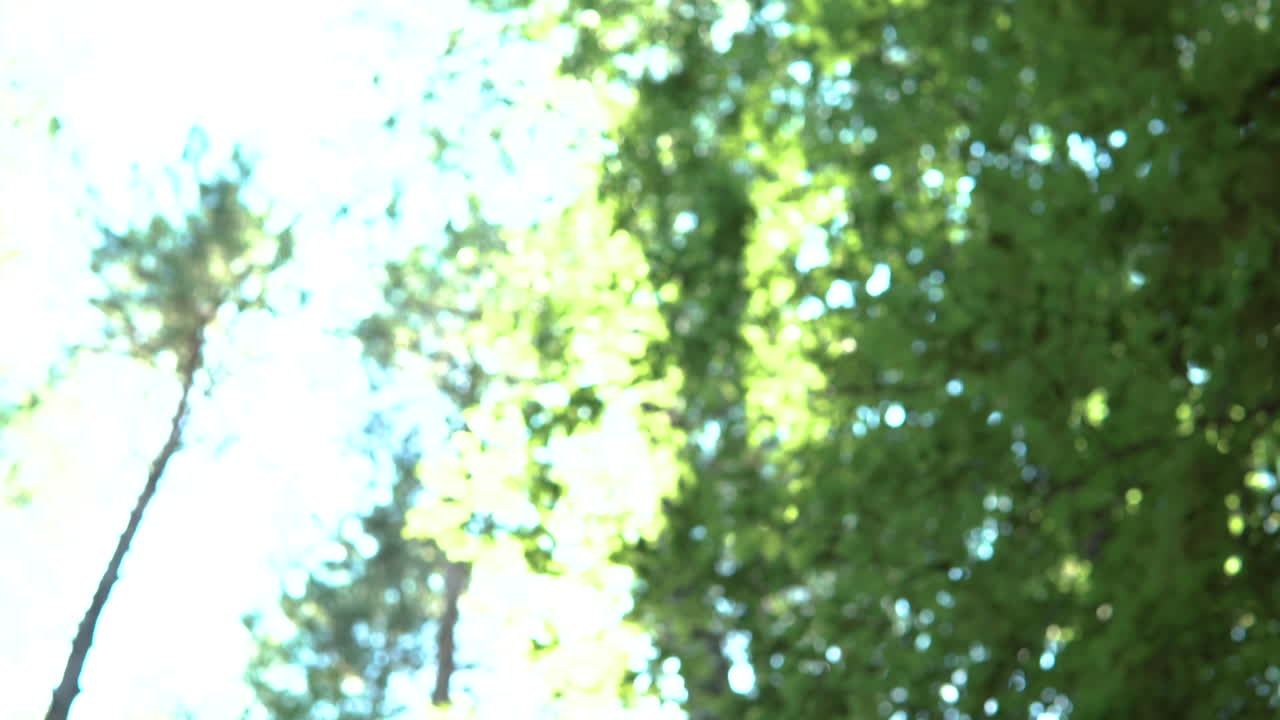 Sad state of world forest tree log wood cut tilt down