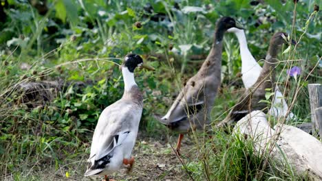 tracking shot of indian runner ducks foraging on the forest floor and walking away