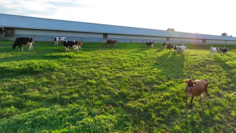 Vaca-Jersey-Mirando-Drone-Durante-La-Puesta-De-Sol-De-La-Hora-Dorada