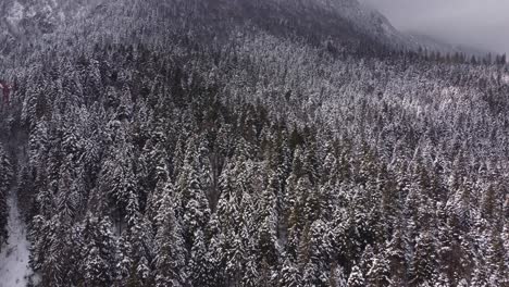 Luftaufnahmen-Von-Schneebedeckten-Kiefern