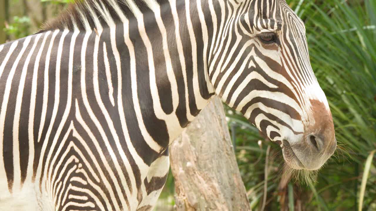 A Grevy's zebra stands still in profile view against green foliage and a tree trunk