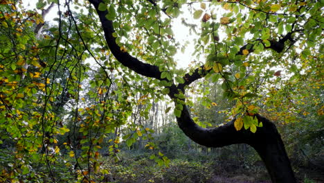 los árboles en un bosque inglés comienzan a mostrar sus colores de otoño, worcestershire, inglaterra