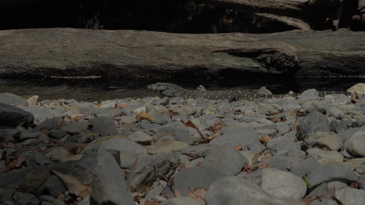 숲에 쓰러진 나무 줄기가 있는 바위 개울에 외로운 고아나