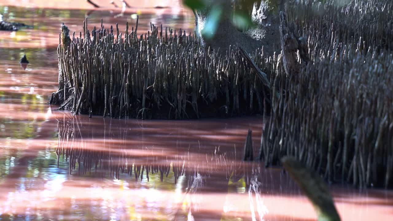 Grey teal dabbling duck spotted in the high salinity pink waterway in the mangrove wetlands, foraging for aquatic invertebrates, blue-green algae bloom during dry season