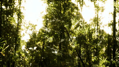 Bosque-De-Bambú-Verde-En-Hawaii