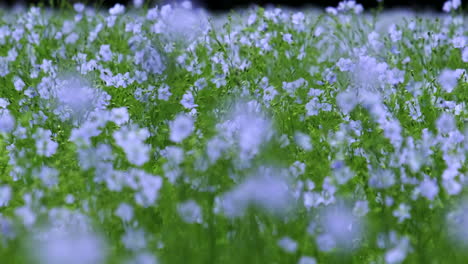 un campo de cultivo de lino azul en worcestershire, inglaterra