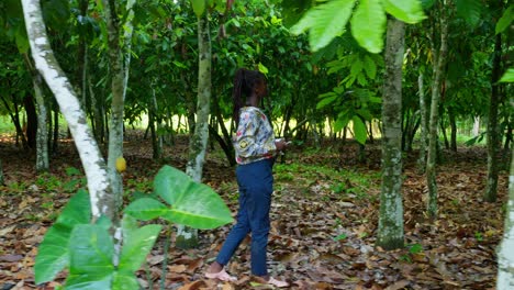mujer negra africana ingeniera comprobando el grano de cacao en la plantación de árboles de coco en áfrica, concepto de crisis alimentaria en países pobres y subdesarrollados, agrotecnología agricultura de precisión