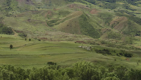 Hombre-Pastoreando-Ovejas-En-El-Campo-En-Las-Zonas-Rurales-De-Georgia