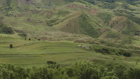 Mann-Hütet-Schafe-Auf-Dem-Feld-Im-Ländlichen-Georgia