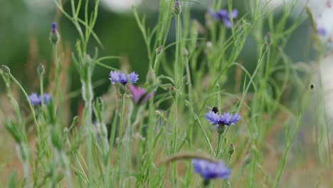 purple bachelor’s button flowers in field being visited by bumblebee