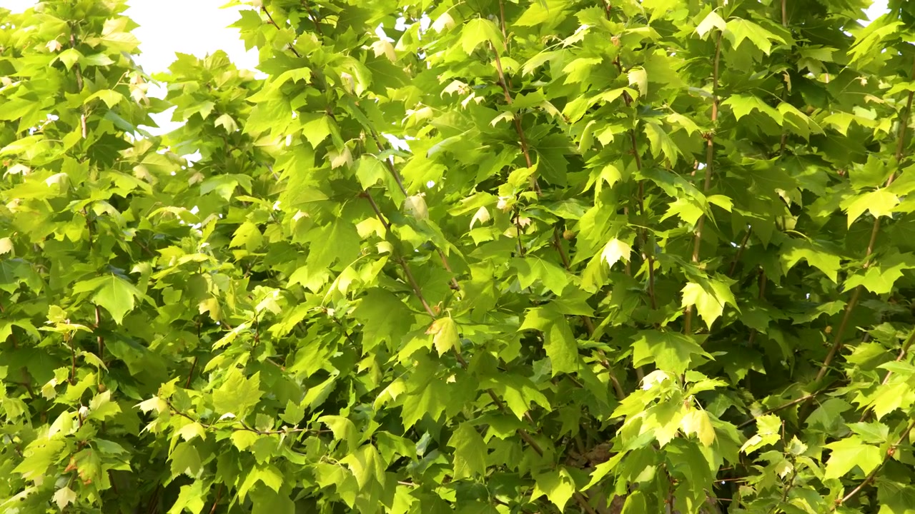Foglie di platano verdi e rigogliose svolazzano dolcemente sotto la luminosa luce del sole estivo contro un cielo sereno.