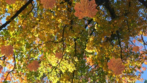 animation of autumn leaves falling against low angle view of trees and sky